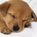 ������ ��� alla Pod