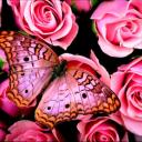 ������ ��� Aurum