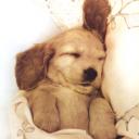 ������ ��� ���������