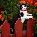 ������ ��� ������� ����