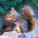 ������ ��� ������� ����