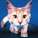 ������ ��� Reimich-Merten