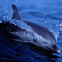 ������ ��� ���� ����