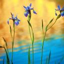 ������ ��� Kordik