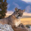 ������ ��� ������� �