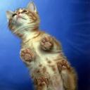 ������ ��� ����� �����